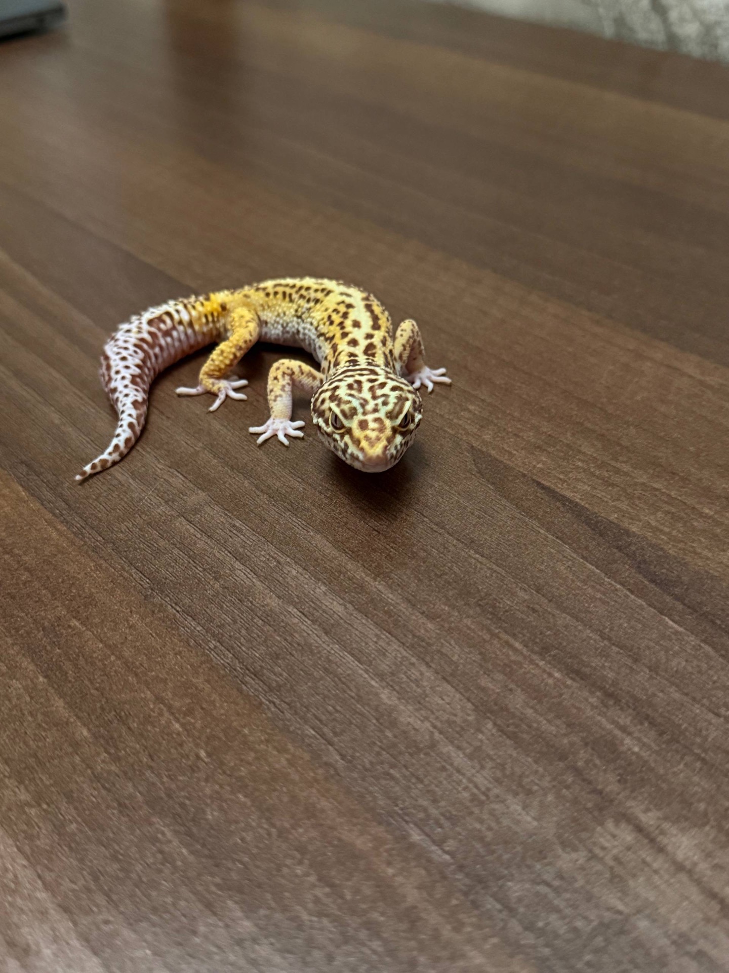 Леопардовый геккон