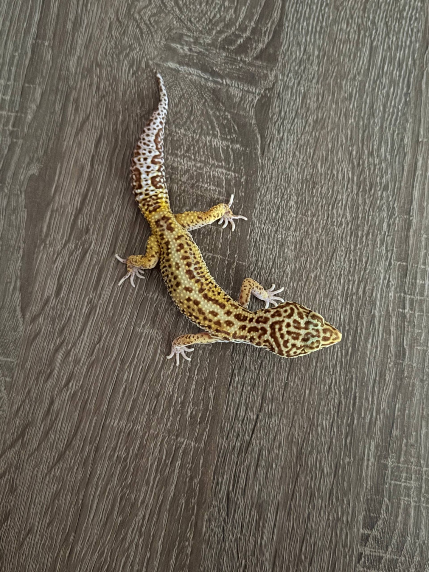 Леопардовый геккон