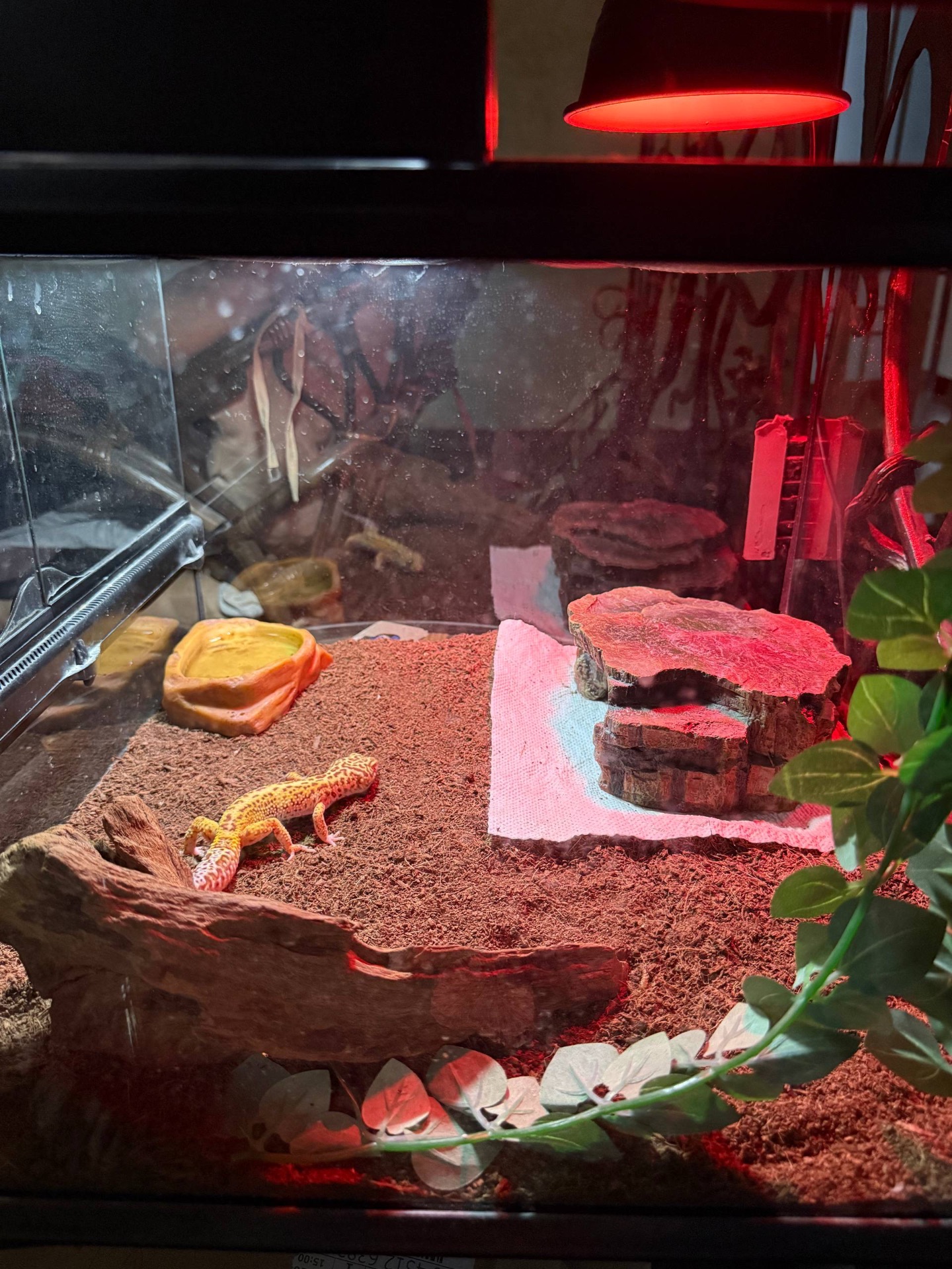 Леопардовый геккон