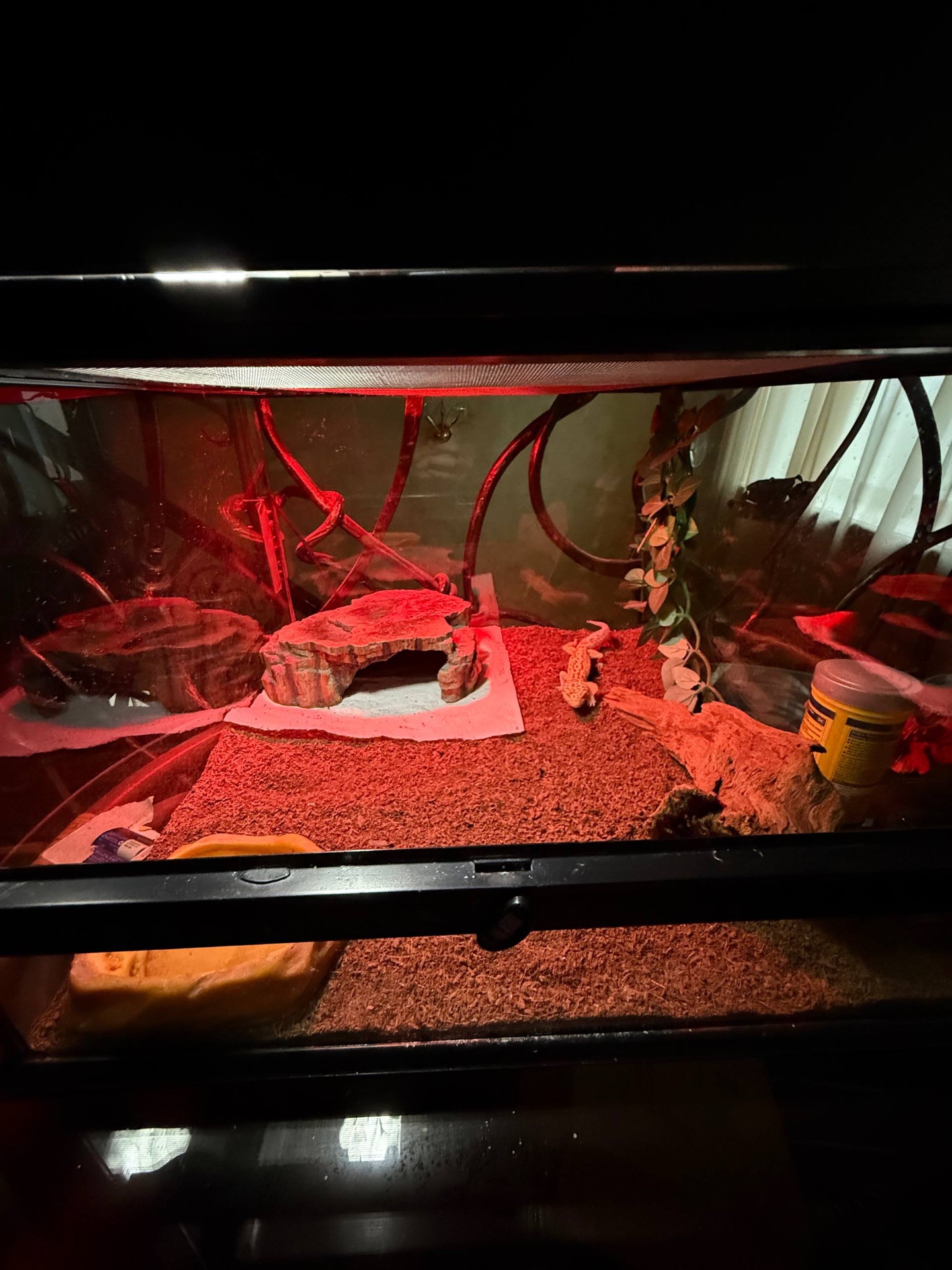 Леопардовый геккон