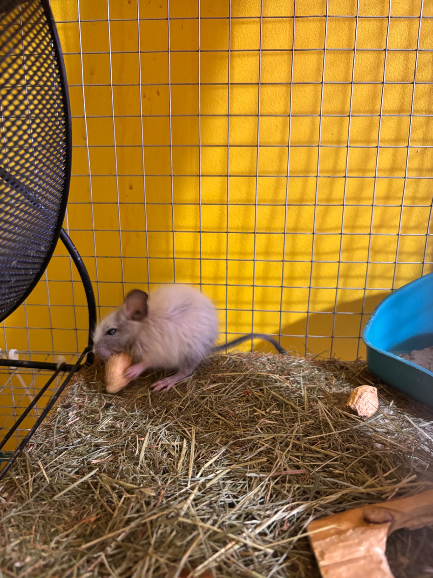 Білочки дегу білі та сірі