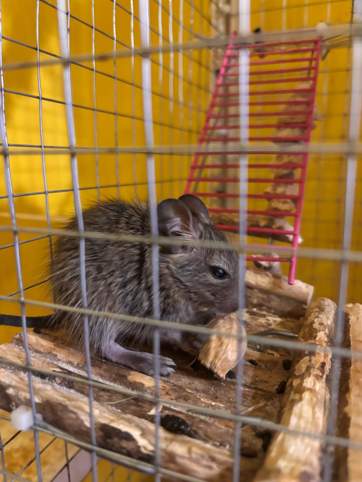 Білочки дегу білі та сірі