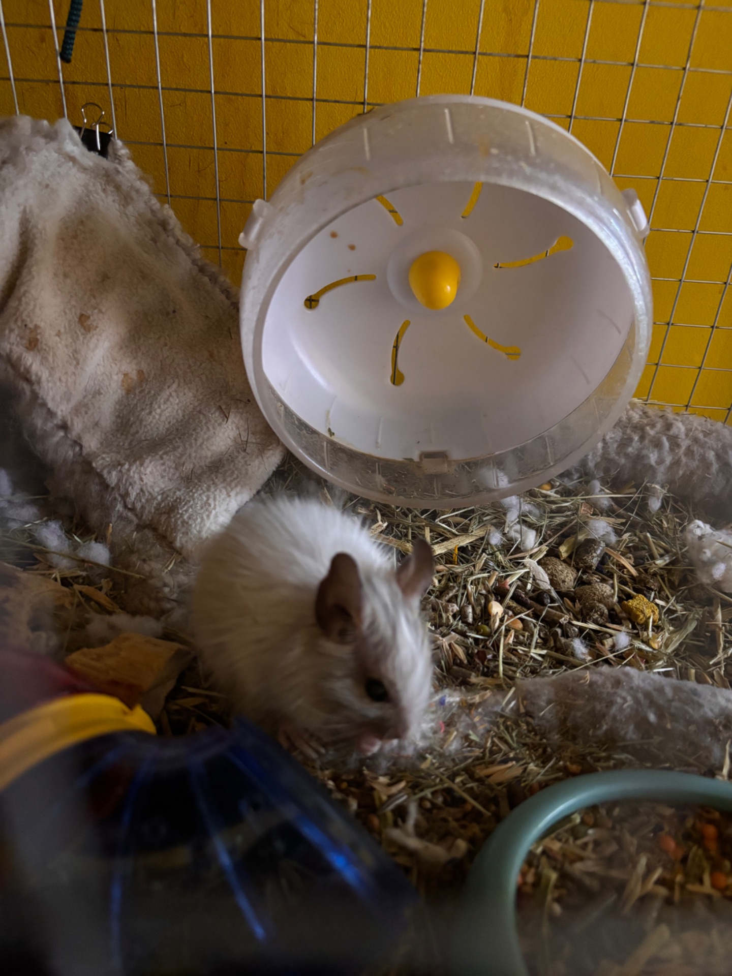 Білочки дегу білі та сірі