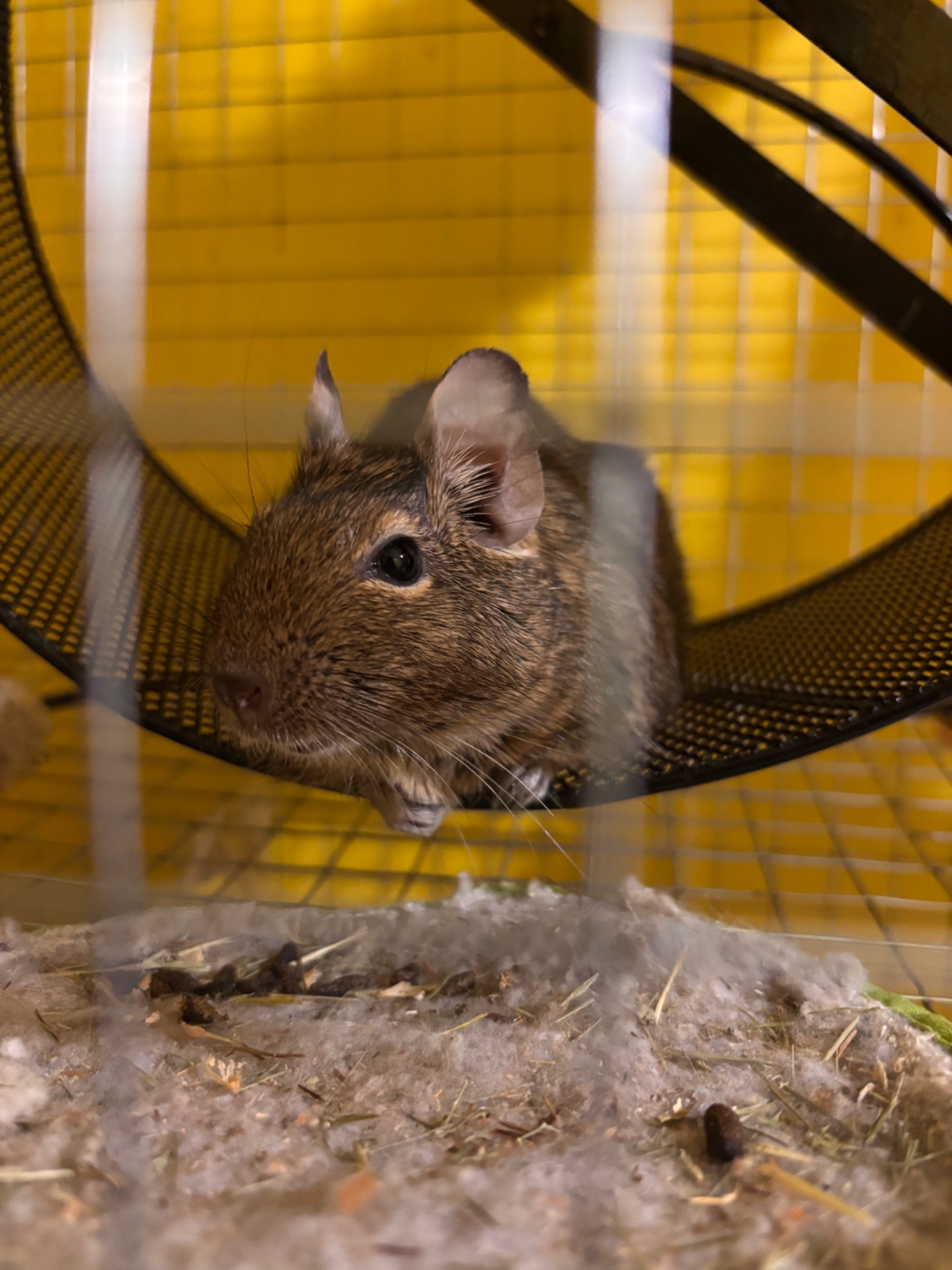 Білочки дегу білі та сірі