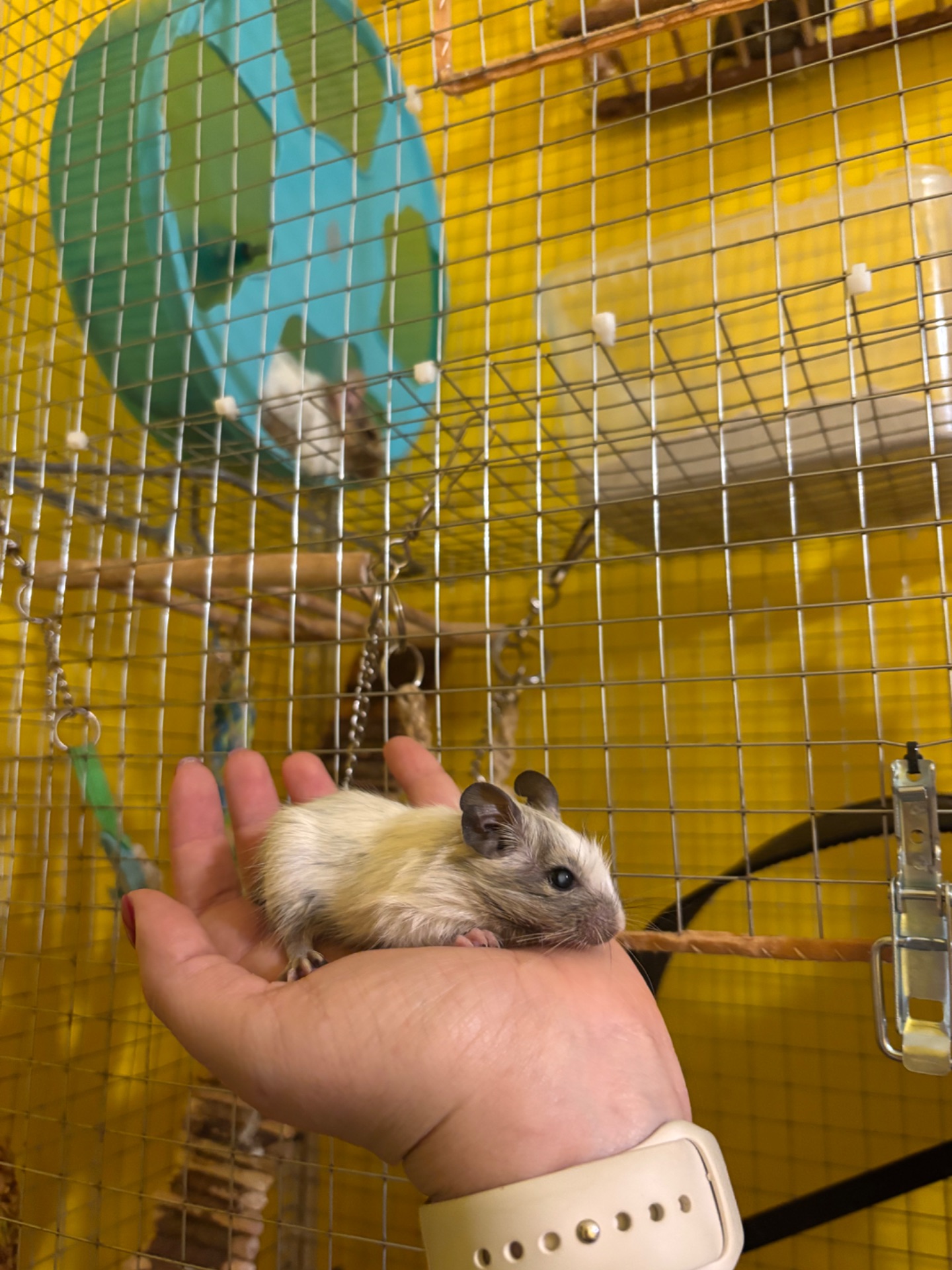 Білочки дегу білі та сірі