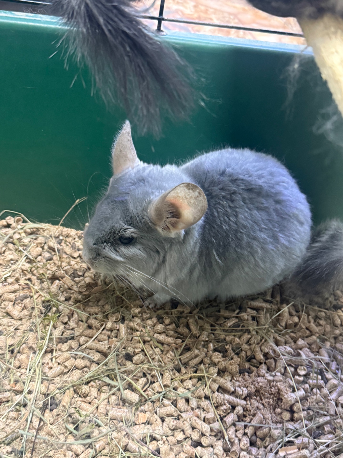 Шиншила хлопчики та дівчатка сірі, білі, бежеві, шоколадні