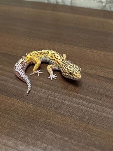 Леопардовый геккон