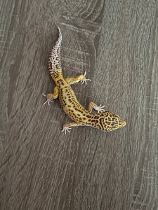 Леопардовый геккон