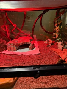 Леопардовый геккон