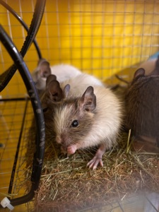 Білочки дегу білі та сірі