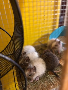 Білочки дегу білі та сірі