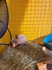 Білочки дегу білі та сірі