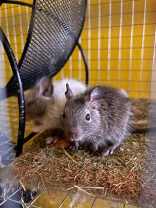 Білочки дегу білі та сірі