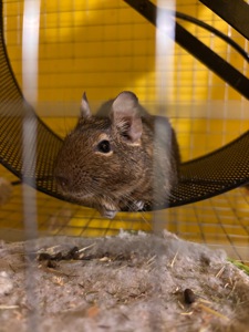 Білочки дегу білі та сірі