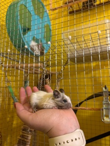 Білочки дегу білі та сірі