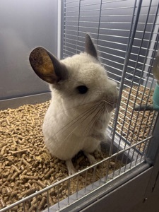 Шиншила хлопчики та дівчатка сірі, білі, бежеві, шоколадні