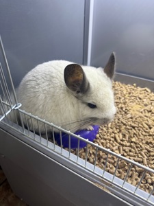 Шиншила хлопчики та дівчатка сірі, білі, бежеві, шоколадні