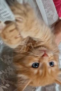 Пухнасте Сонячно-Золотаве кошеня