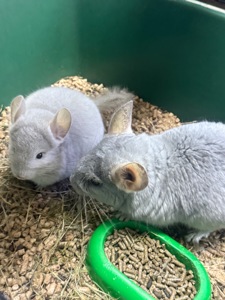 Шиншила хлопчики та дівчатка сірі, білі, бежеві, шоколадні