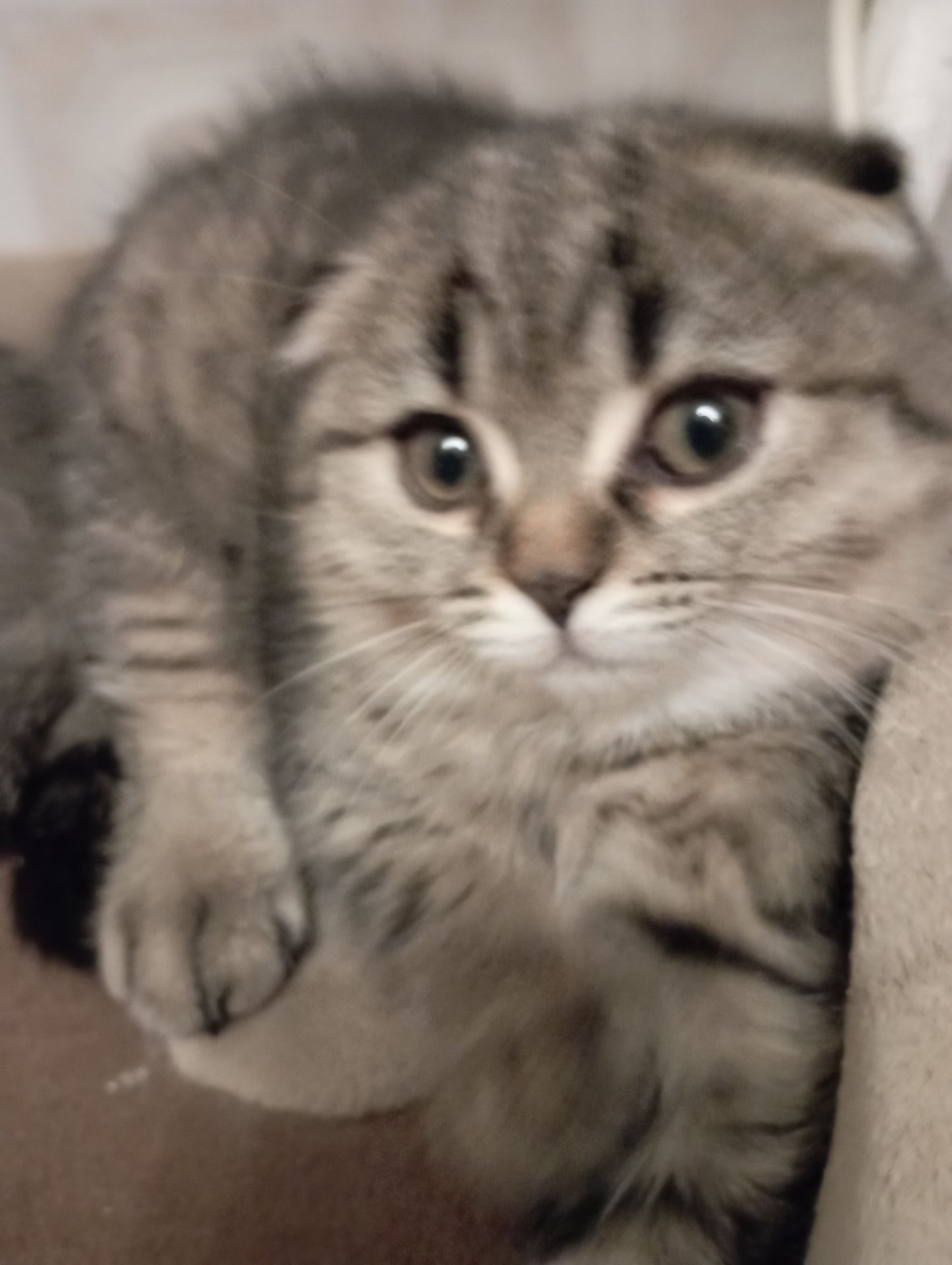 Дівчатка скоттиш фолд Золота шиншила