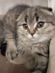 Дівчатка скоттиш фолд Золота шиншила