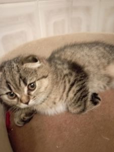 Дівчатка скоттиш фолд Золота шиншила