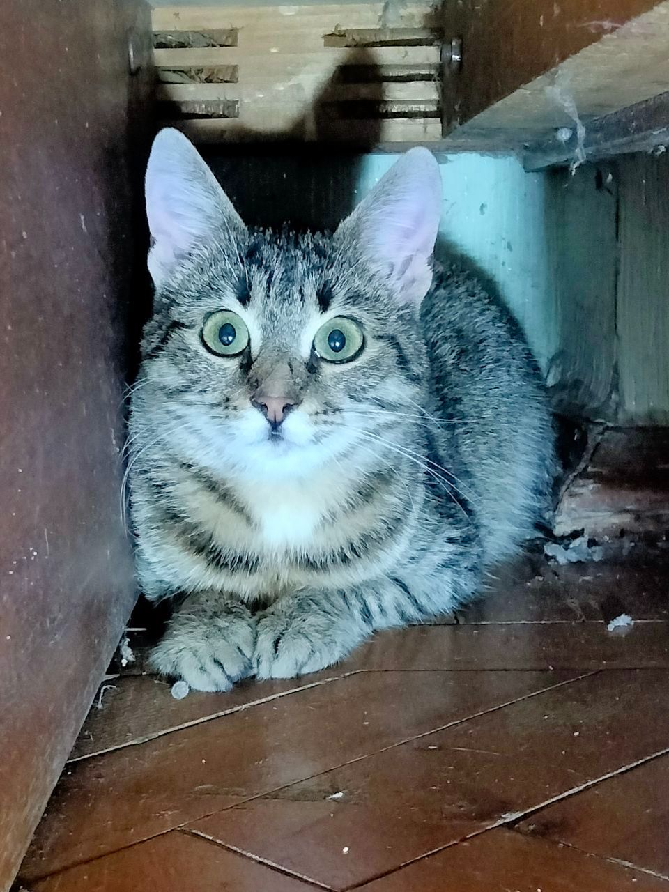 Безпретульна кішка