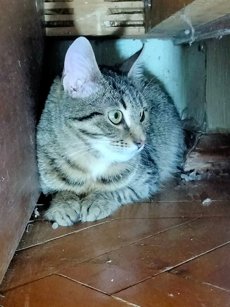 Безпретульна кішка