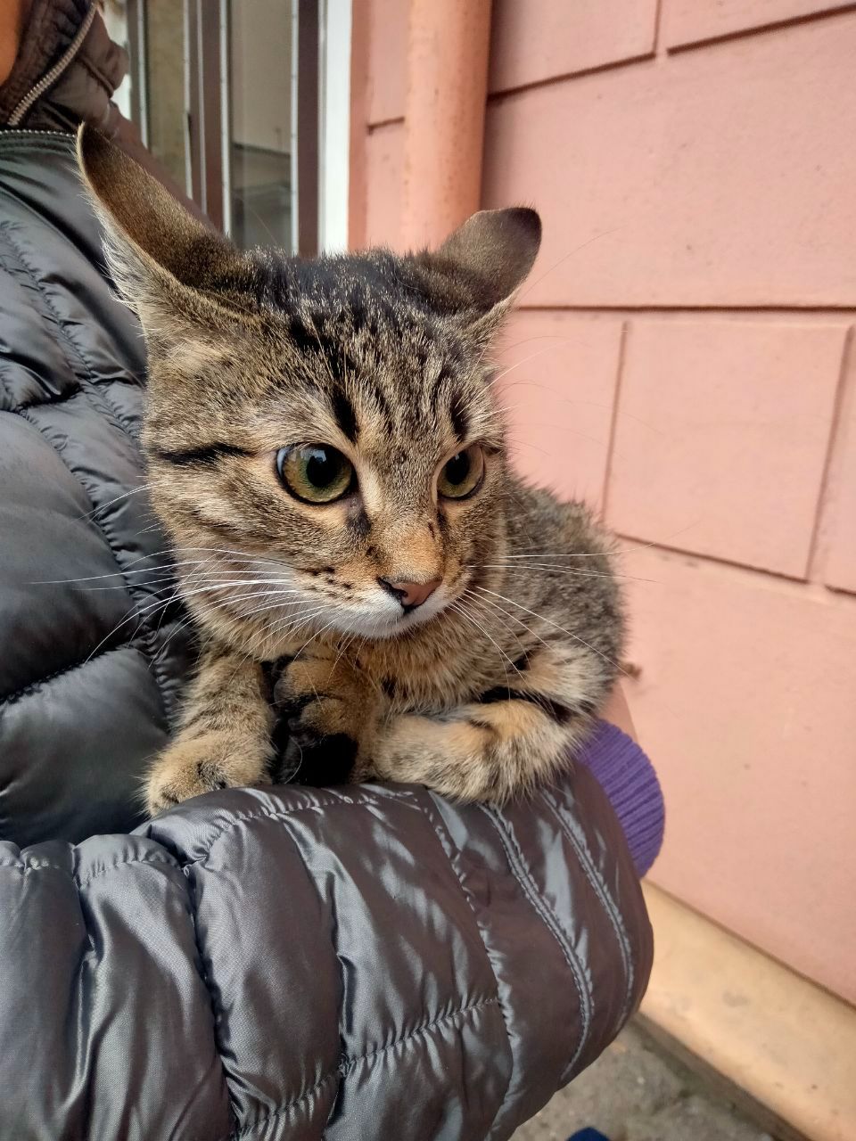 Безпретульна кішка