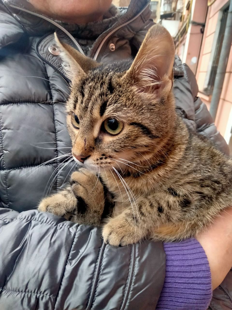 Безпретульна кішка