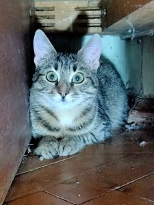 Безпретульна кішка