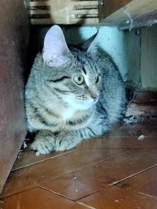 Безпретульна кішка