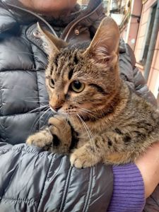 Безпретульна кішка