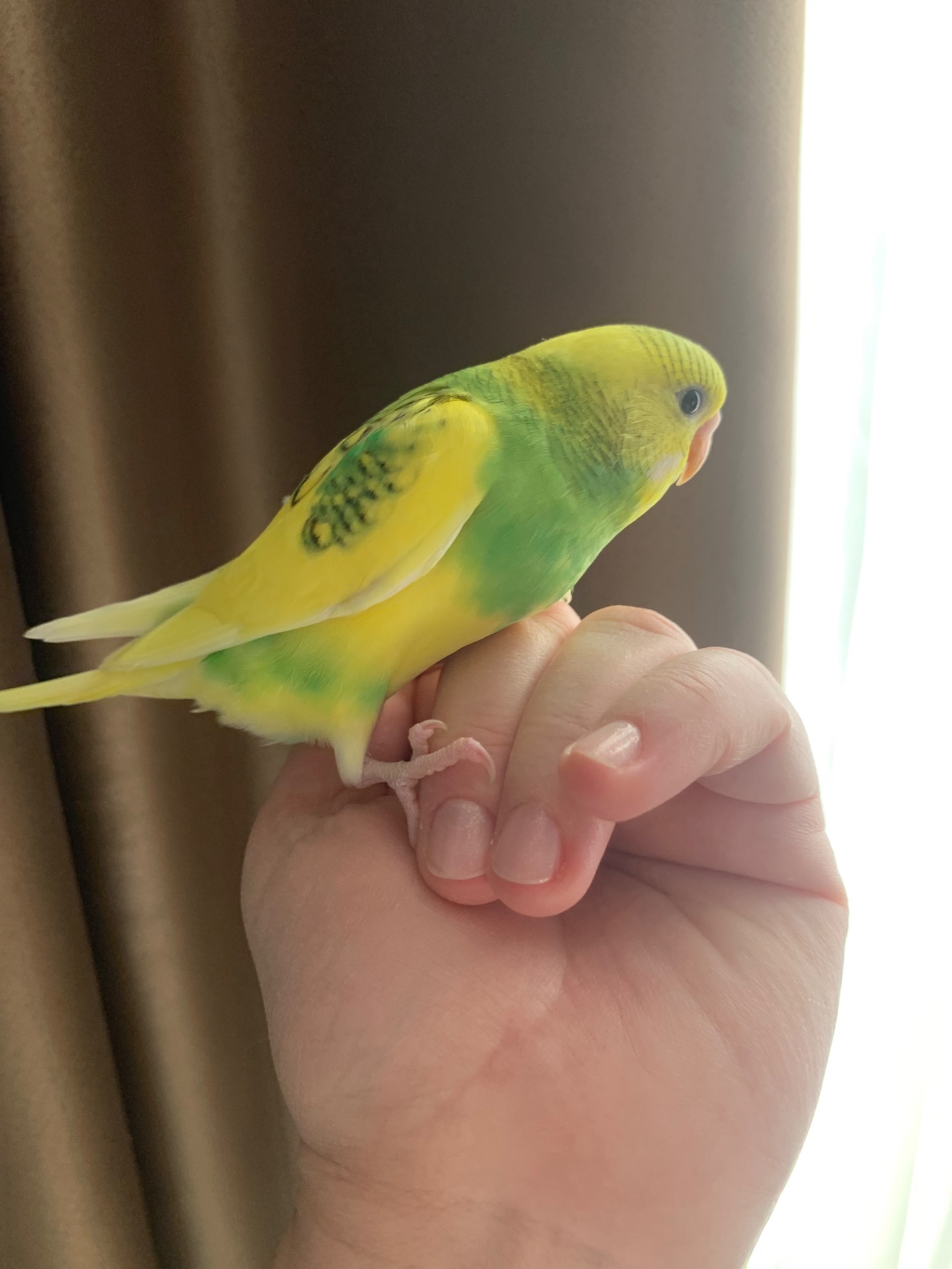 Волнистые попугаи радужные