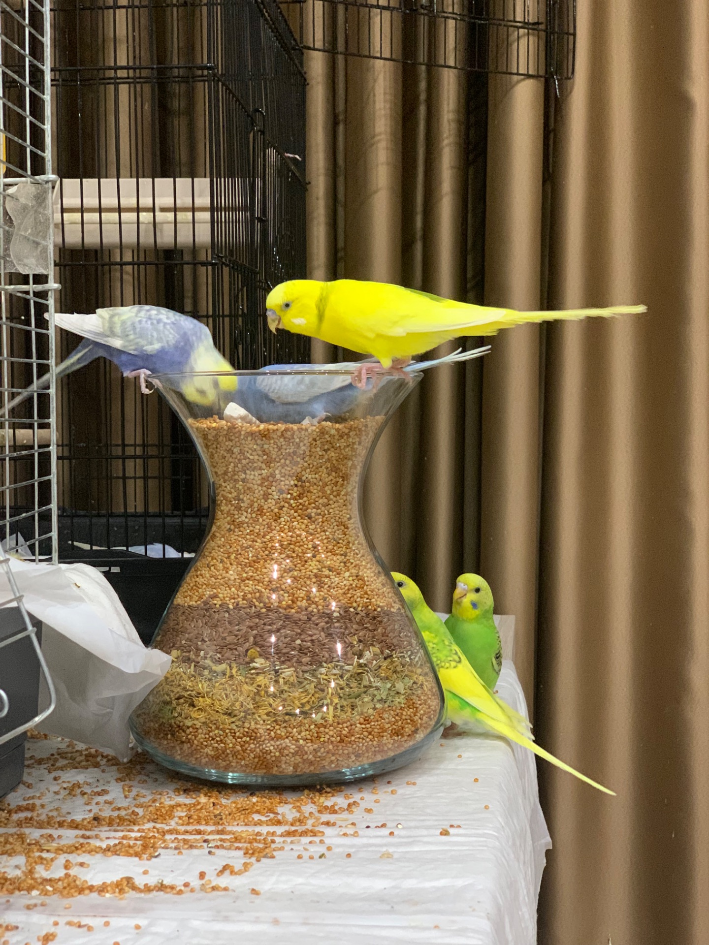 Волнистые попугаи радужные