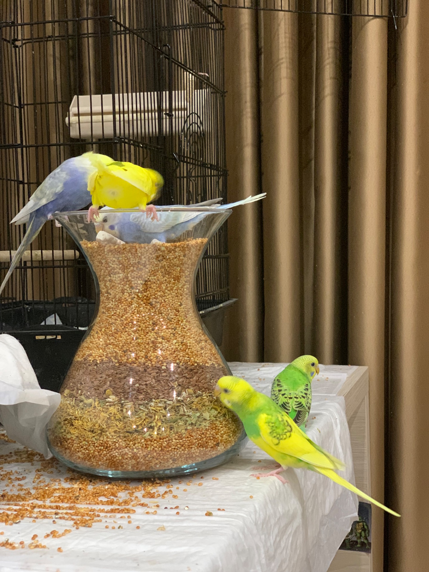 Волнистые попугаи радужные