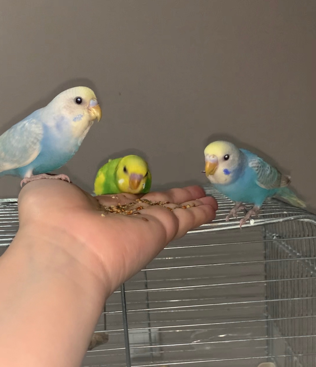 Волнистые попугаи радужные