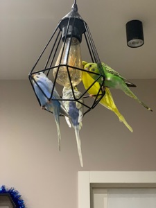 Волнистые попугаи радужные