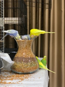 Волнистые попугаи радужные