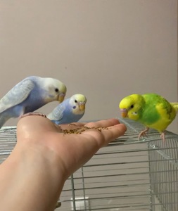 Волнистые попугаи радужные