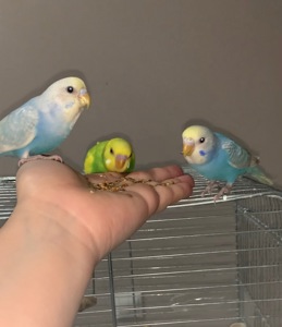 Волнистые попугаи радужные