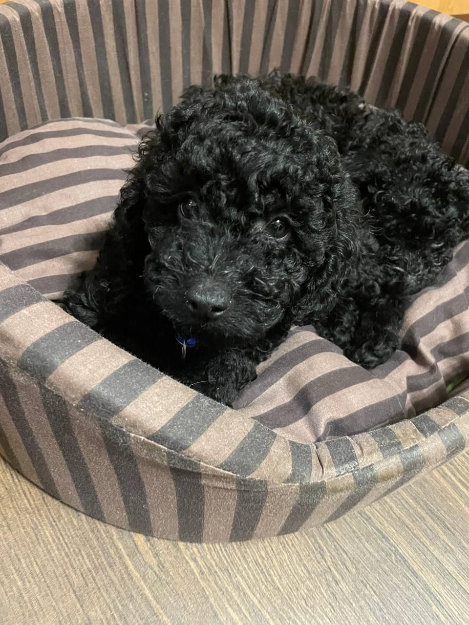 Той пудель карликовий