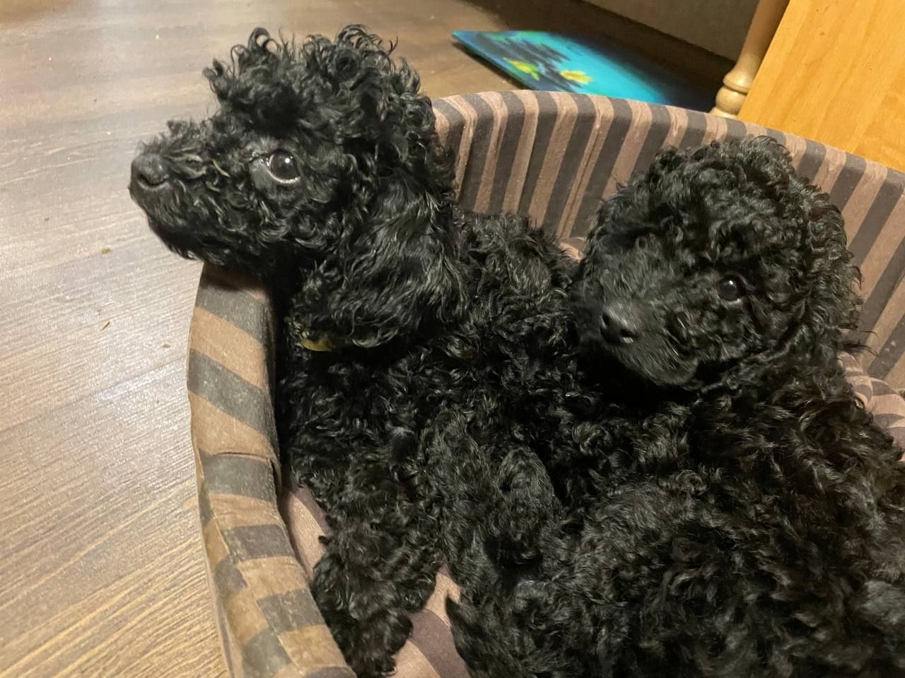 Той пудель карликовий