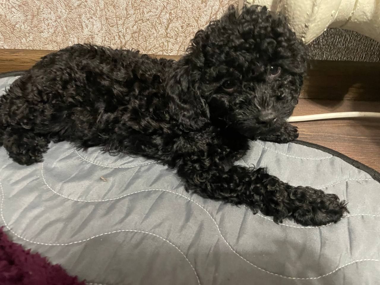 Той пудель карликовий