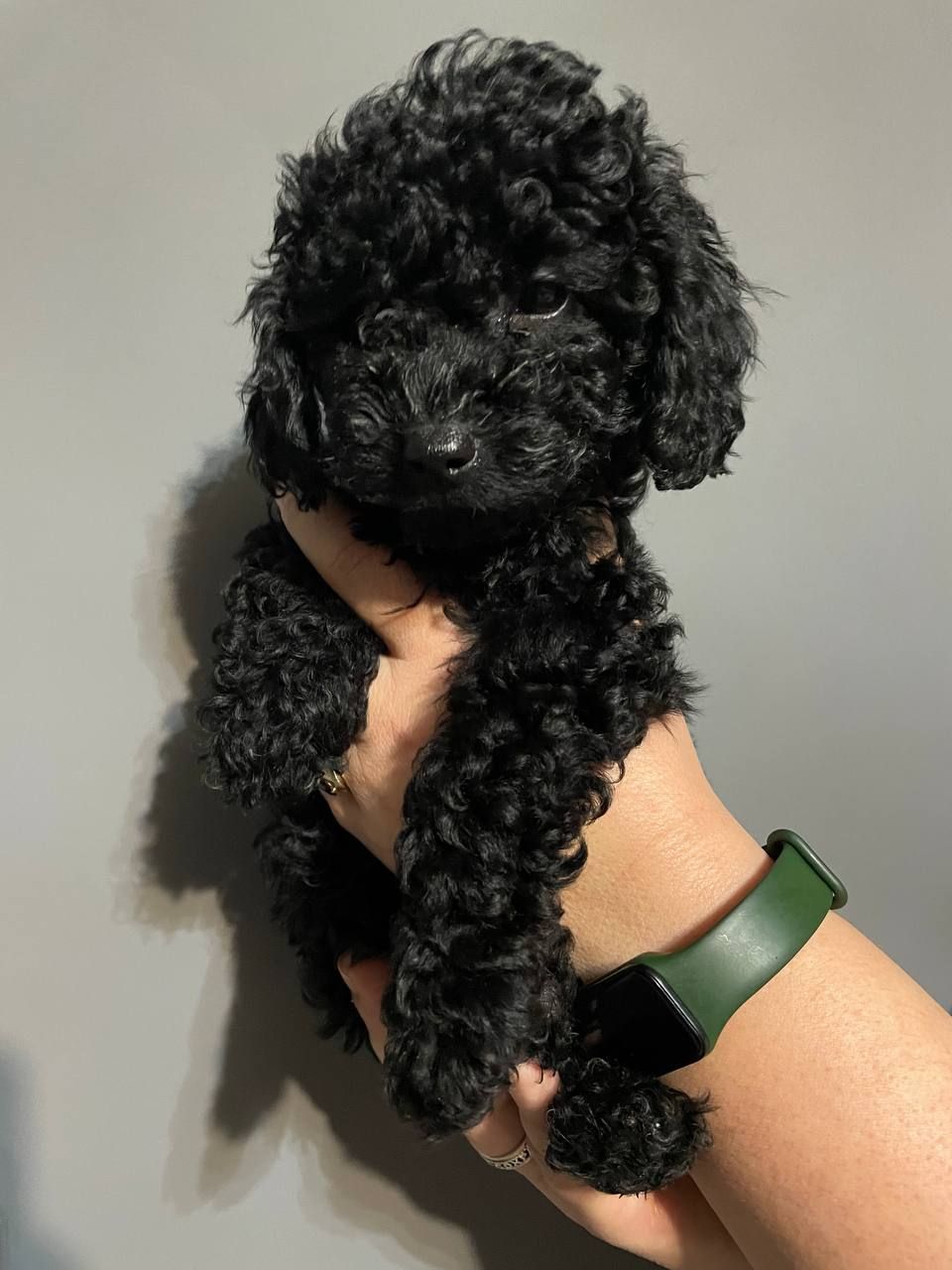 Той пудель карликовий