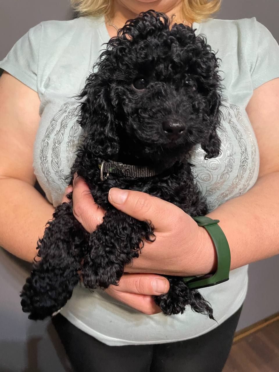 Той пудель карликовий