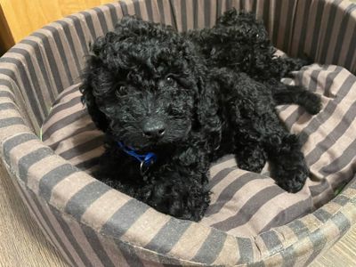 Той пудель карликовий