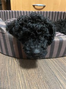 Той пудель карликовий