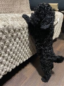 Той пудель карликовий