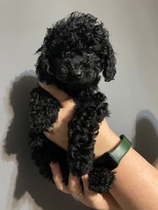 Той пудель карликовий